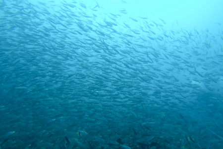 Shoal of fish seen while diving in the Pacific Ocean, Galapagos, Ecuador 2015.