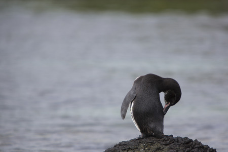Galapagos Penguin (Spheniscus mendiculus) standing on a rock and scratching his back on Isabela Island. Galapagos Islands. Ecuador 2015.の写真素材