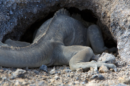 Iguana in front of his nest. Isla Isabela. Galapagos Island. Ecuador 2015の写真素材