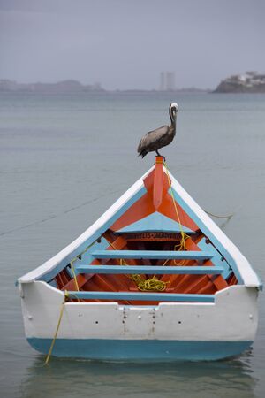 MARGARITA, VENEZUELA, APRIL 8: Pelican standing on a fisher boat in the bay of Pampatar. Isla Margarita is the largest island in the state of Nueva Esparta in Venezuela 2015のeditorial素材