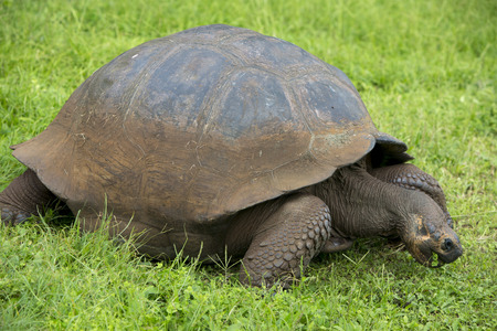 Giant Galapagos land turtle, eating grass in El Chato Tortoise Reserve. Galapagos islands 2015.