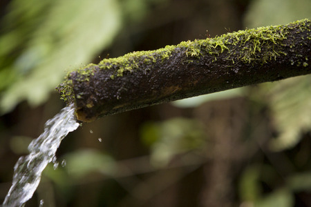 Spring water bubbling out of the ground in the autumn forest of Banos, Ecuador.