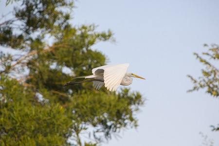 Great Egret (Ardea alba) flying near lake Maracaibo in the National park of Cienagas de Juhan...