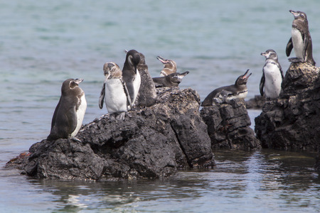 Group of Galapagos Penguin (Spheniscus mendiculus) standing on a rock and playing around on Isabela Island. Galapagos Islands. Ecuador 2015.のeditorial素材