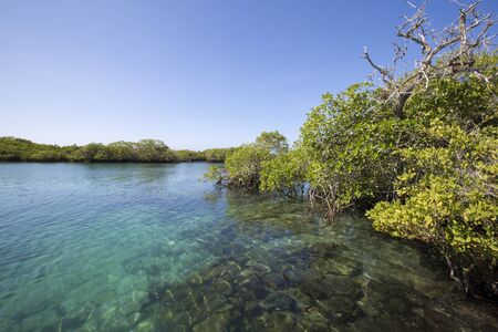 Panorama of the mangrove and the Pacific ocean in Isla Isabela. Galapagos Islands, Ecuador 2015の写真素材