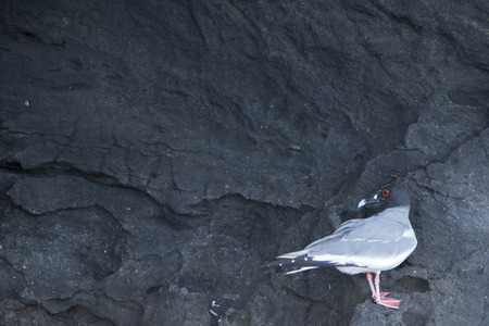 Swallow-tailed gull resting in his habitat. Galapagos Island. Ecuador 2015.の写真素材