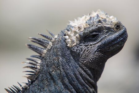 Single marine iguana standing on a rock near the beach of Puerto Villamil on Isla Isabela. Galapagos islands 2015.の写真素材