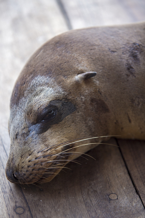 Sea lion sleeping on the wooden floor in the port of Puerto Ayora. Galapagos Islands 2015.の写真素材
