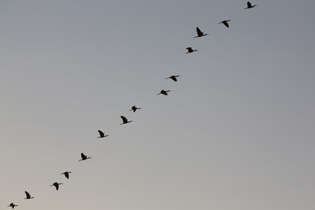 Birds flying in formation against a clear sky. Lake Maracaibo. Venezuelaの写真素材