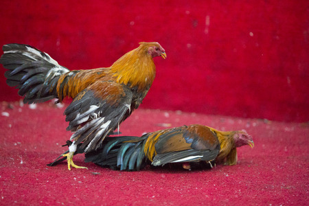 OTAVALO, ECUADOR, FEBRUARY 28: Two chickens fighting into a red ring in Otavalo, Ecuador. The...