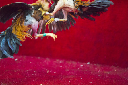 OTAVALO, ECUADOR, FEBRUARY 28: Two chickens fighting into a red ring in Otavalo, Ecuador. The cockfight is a popular sport and part of the tradition of Ecuador. 2015の写真素材