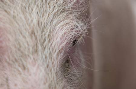 Detail of Pink pig's eye wallowing in the mud at an outdoor live animal market in Otavalo, Ecuadorの写真素材