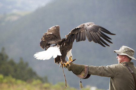 OTAVALO, ECUADOR, FEBRUARY 28: Flying American Bald Eagle landing on the glove of his trainer at an...