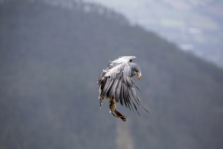 Flying American Bald Eagle at an outdoor bird sanctuary near Otavalo, Ecuadorの写真素材