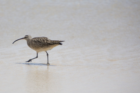 Sanderling bird walking on the beach alone on Isabela Island. Galapagos, Ecuador 2015の写真素材