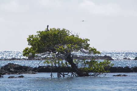 View of a tree in the ocean in front of Isla Isabela in the Galapagos Islands. A sign saying stop prevents swimmers not to go futher. Ecuador 2015の写真素材