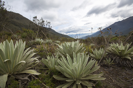 View of the Paramos, endemic plants, mountain near Merida. Unique ecosystem found in the Andes of Venezuela, Colombia, Ecuador, and Peruの写真素材