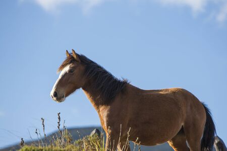 Portrait of a beautiful domestic white and chestnut horse at the Laguna Mucubaji with clear blue sky near Apartaderos in Merida State. Venzuelaの写真素材