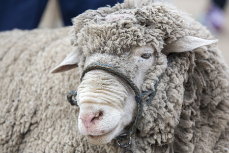 Closeup of white lamb for sale in the Andean market of Otavalo, Ecuador 2015の写真素材