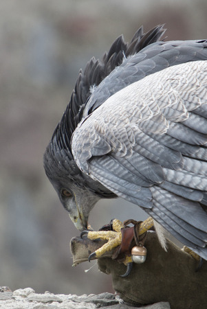 American Bald Eagle standing on the glove of his trainer at an outdoor bird sanctuary near Otavalo, Ecuador 2015.の写真素材
