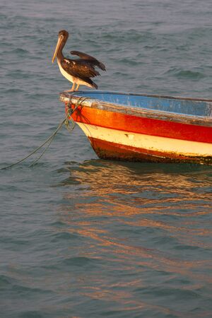 Pelican standing on a fisher boat during the sunset in the bay of Mancora. Peruの写真素材