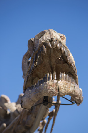 Dinosaur's head skull with blue sky in Ischigualasto National Park, Argentinaのeditorial素材
