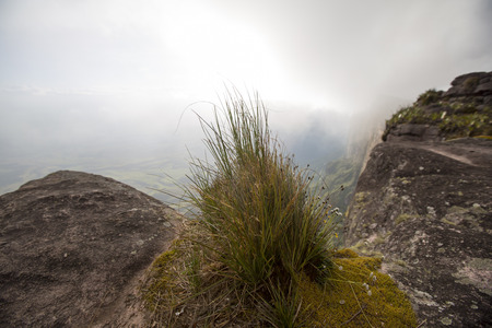 Close-up of endemic grass at the top of Mount Roraima with fog.  の写真素材