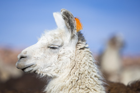 Llama (Lama glama) early in the morning at high altitude with blue clear sky in Bolivia.の写真素材