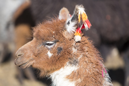 Portrait of llama (Lama glama) early in the morning at high altitude in Bolivia.の写真素材