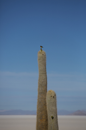 Huge Trichoreus cactus and a small bird standing on it. Isla Incahuasi (Isla del Pescado) in the middle of the world's biggest salt plain Salar de Uyuni, the Island is covered with cactus. Boliviaの写真素材