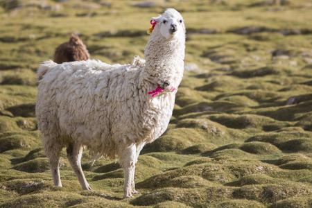 Portrait of llama (Lama glama) early in the morning at high altitude in Bolivia.