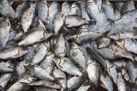 Background of large group of fish in ices seen from above at the fish market of Manaus, Brazil 2015の写真素材