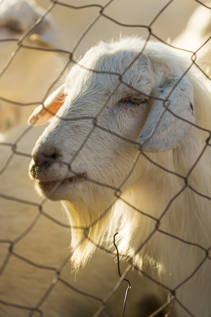 Goat standing behind the fence and enclosed early in the morning in Cachi. Salta Province. Argentinaの写真素材