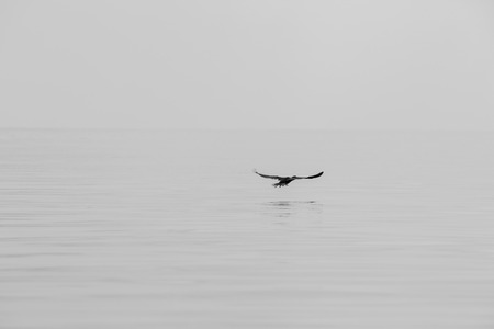 Single bird flying in a row close to the lake Maracaibo with blurred white background. Cienagas de Juan Manuel National Park. Venezuela 2015 (Black and white image)の写真素材