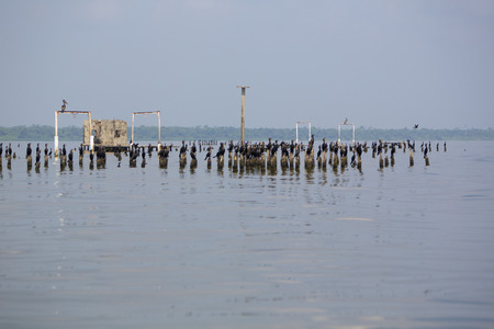 Group of black birds standing and waiting on concrete pillars of old houses on the lake of Maracaibo in Venezuela. (Selective focus)の写真素材