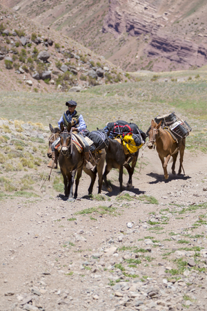 Mountain landscape in the Andes with local Argentinian man and donkeys carrying bags at the Aconcagua National Park. Landmark near Mendoza, Argentina 2014のeditorial素材