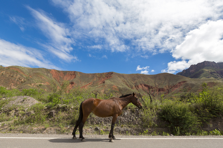 Side view of a chestnut horse standing on road 40 (Ruta 40) in Argentina with mountain in the background.の写真素材