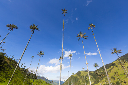 Cocora valley near Salento with enchanting landscape of pines and eucalyptus towered over by the...