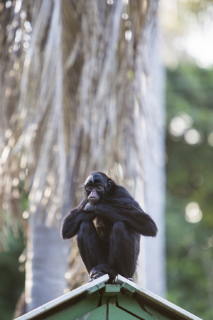 Bored chimpanzee sitting on a roof at the zoo of Manaus, Brazil.の写真素材