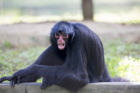 Chimpanzee sitting by the outdoors pool with with agressive expression at the zoo of Manaus, Brazil.