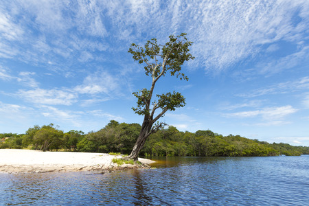 Wild tree and sand beach on the Amazon River in Manaus, Amazonas State. Brazil 2015