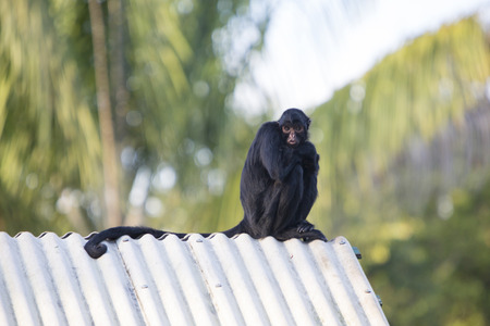 Bored chimpanzee sitting on a roof at the zoo of Manaus, Brazil.
