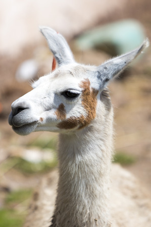 Closeup of baby lama laying oin the ground in Cusco. Peruの写真素材