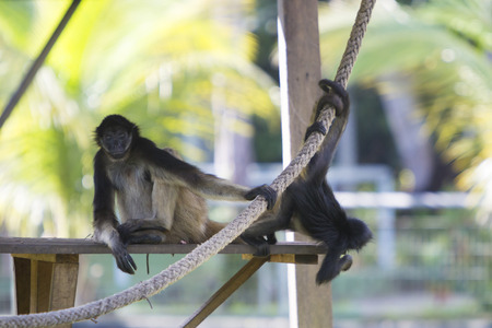Young monkeys walking on a branch at the zoo of Manaus, Brazil.