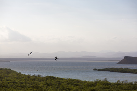 Aerial view of mangroves and birds flying on the coastline near Punta Gallinas in La Guajira, Colombia 2014.の写真素材