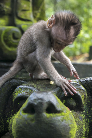 Long-tailed baby macaque (Macaca fascicularis) in Sacred Monkey Forest, Ubud, Indonesiaの写真素材