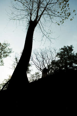 Silhouette of trees and ruins early in the morning at prasat Ta Prohm temple in Angkor Wat near Siem Reap with morning lightの写真素材