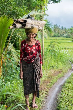 Portrait of old Indonesian woman farmer carrying pieces of bamboo on her head while walking through the rice terraces outside Ubud in Bali. Indonesia, 2016.のeditorial素材