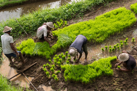 Group of Indonesian farmers working men were rice terrace outside Ubud in Bali. Indonesia, 2016.のeditorial素材