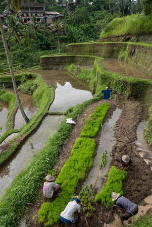 Group of Indonesian farmers working men were rice terrace outside Ubud in Bali. Indonesia, 2016.のeditorial素材